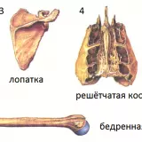 Этапы заживления, общие принципы лечения и таблица сроков сращения переломов